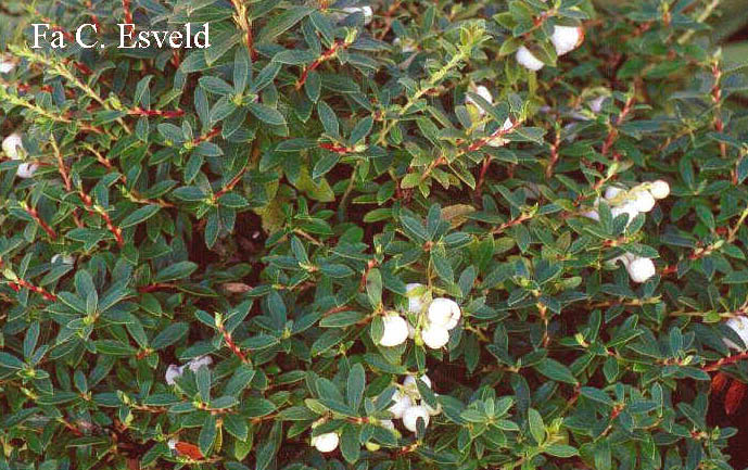 Gaultheria itoana