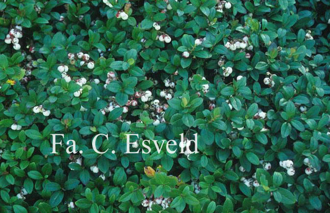 Gaultheria miqueliana