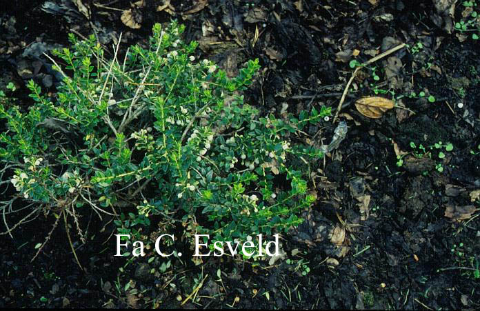 Gaultheria myrsinoides