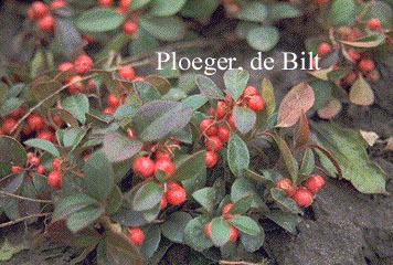Gaultheria procumbens