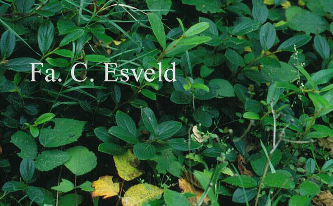 Gaultheria tetramera