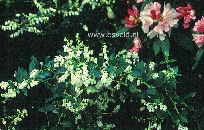 Gaultheria wisleyensis 'Jingle Bells'