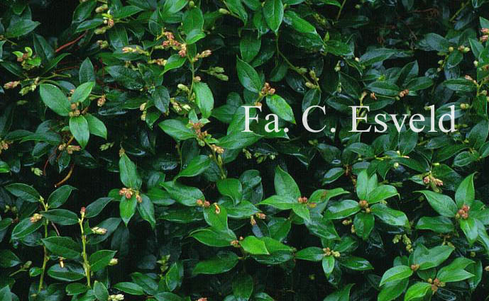 Gaultheria wisleyensis 'Pink Pixie'