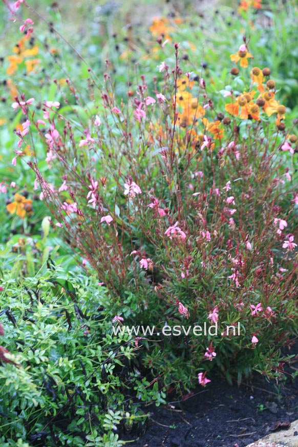 Gaura lindheimeri 'Siskiyou Pink'