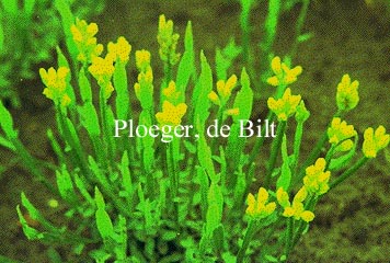 Genista sagittalis