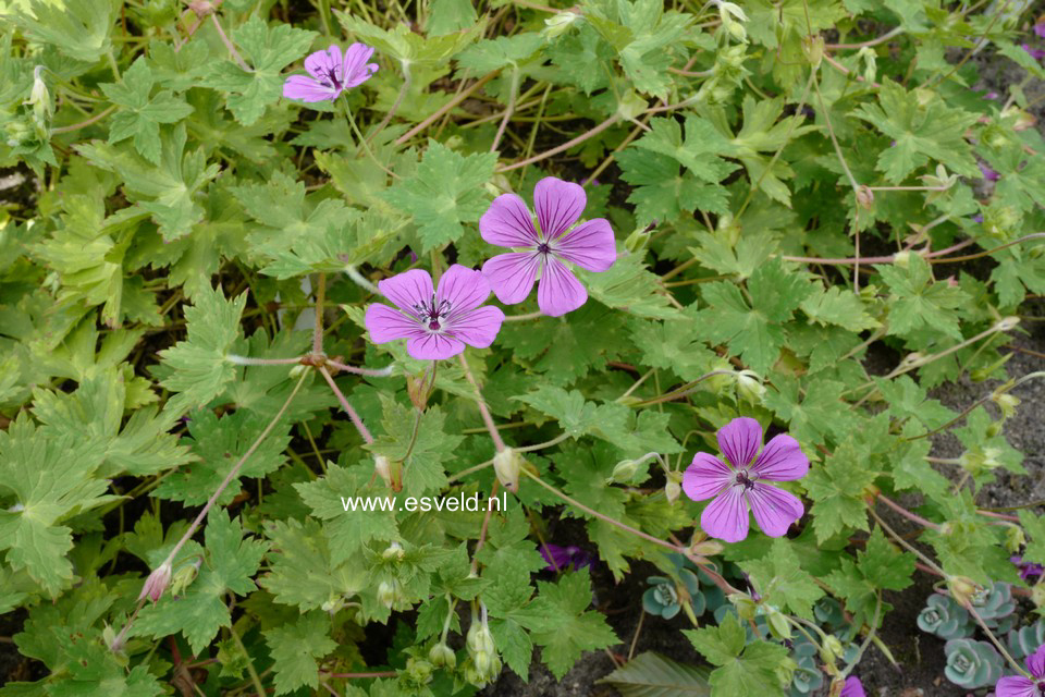 Geranium 'Pink Penny'