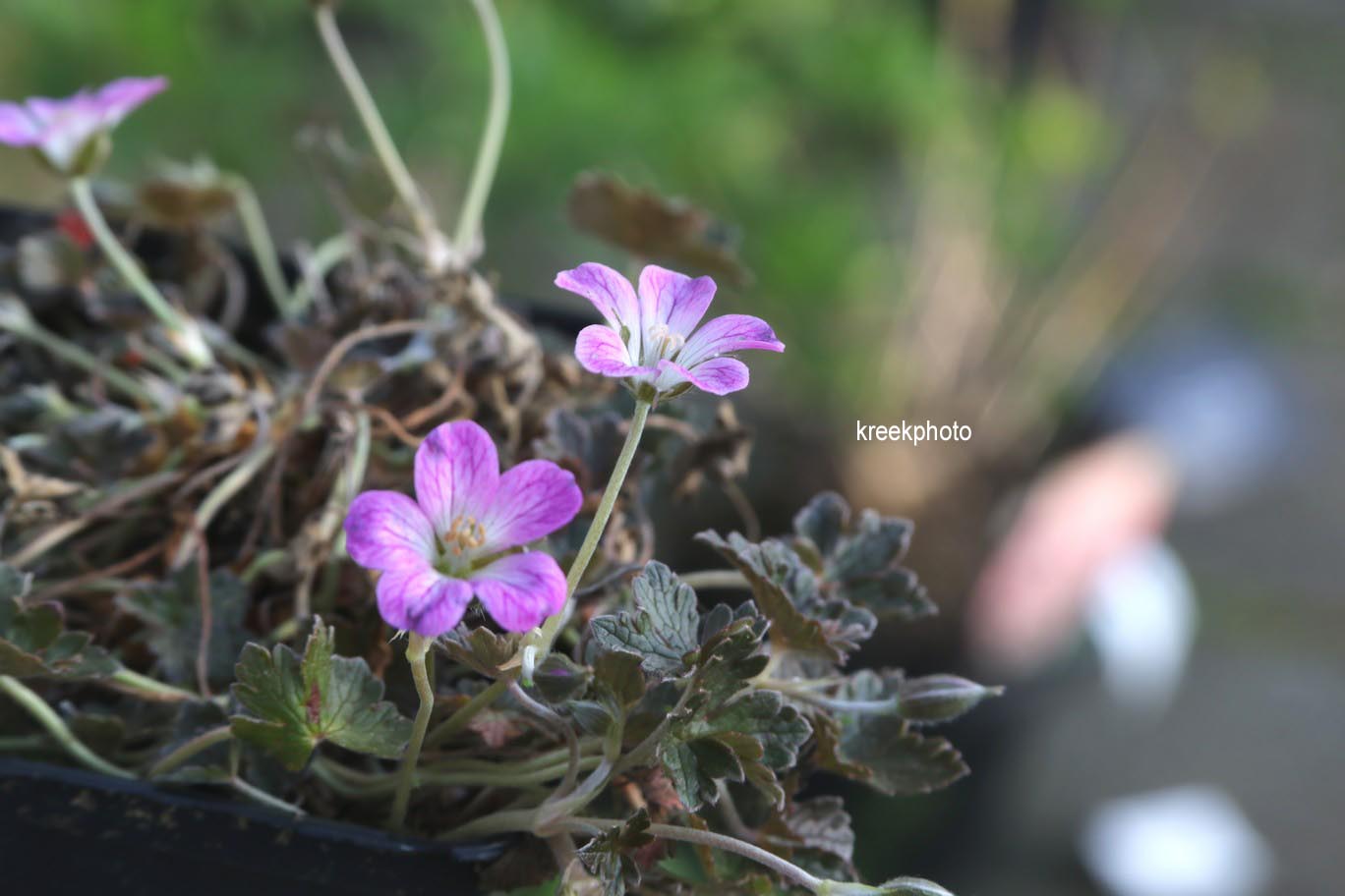 Geranium 'Tanya Rendall'