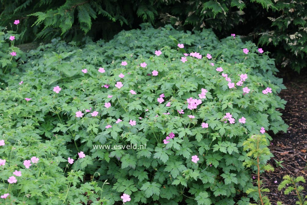 Geranium oxonianum 'Rosenlicht'