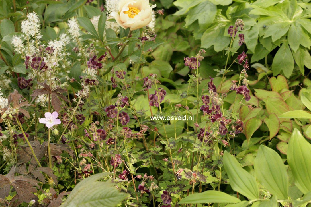 Geranium phaeum 'Samobor'