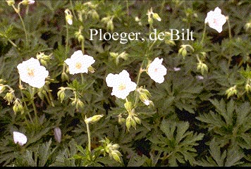 Geranium pratense f. albiflorum