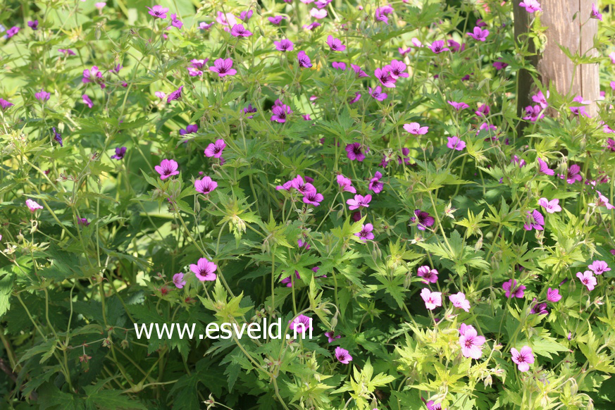 Geranium psilostemon 'Ivan'