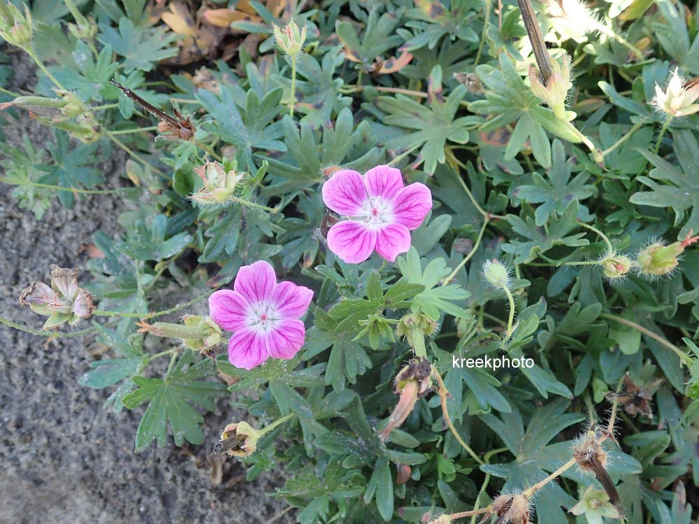 Geranium sanguineum 'Elke'