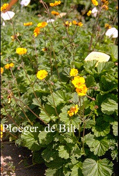 Geum 'Georgenberg'