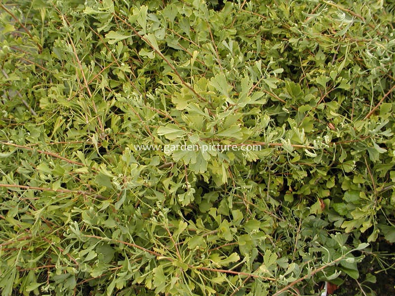 Ginkgo biloba 'Chotek'