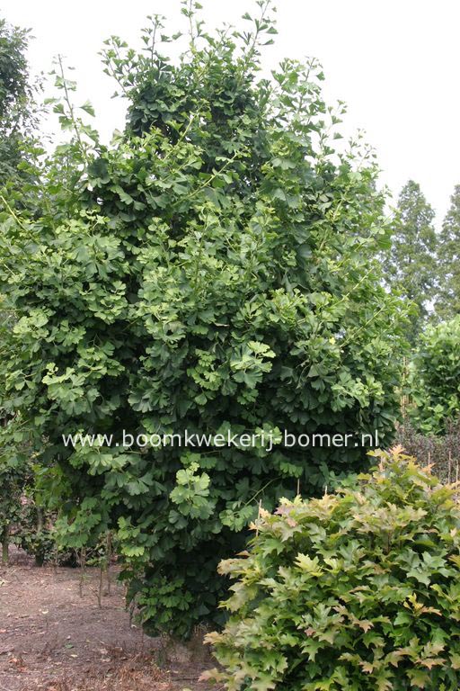 Ginkgo biloba 'David'