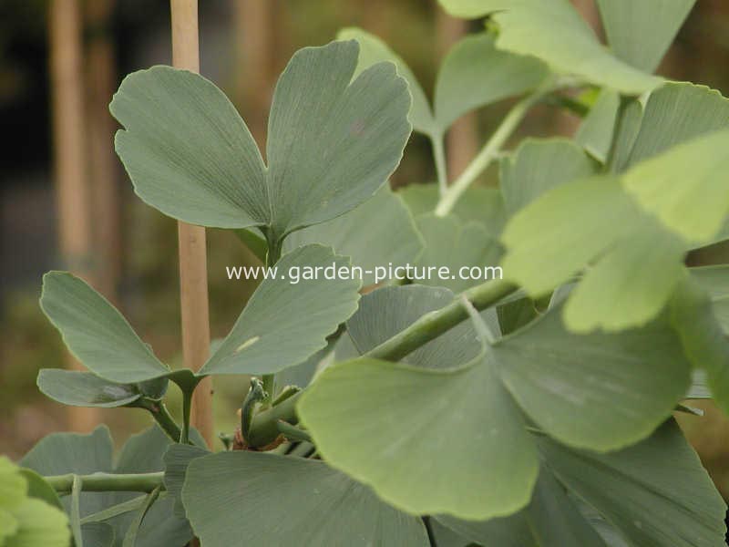 Ginkgo biloba 'Jade Butterflies'
