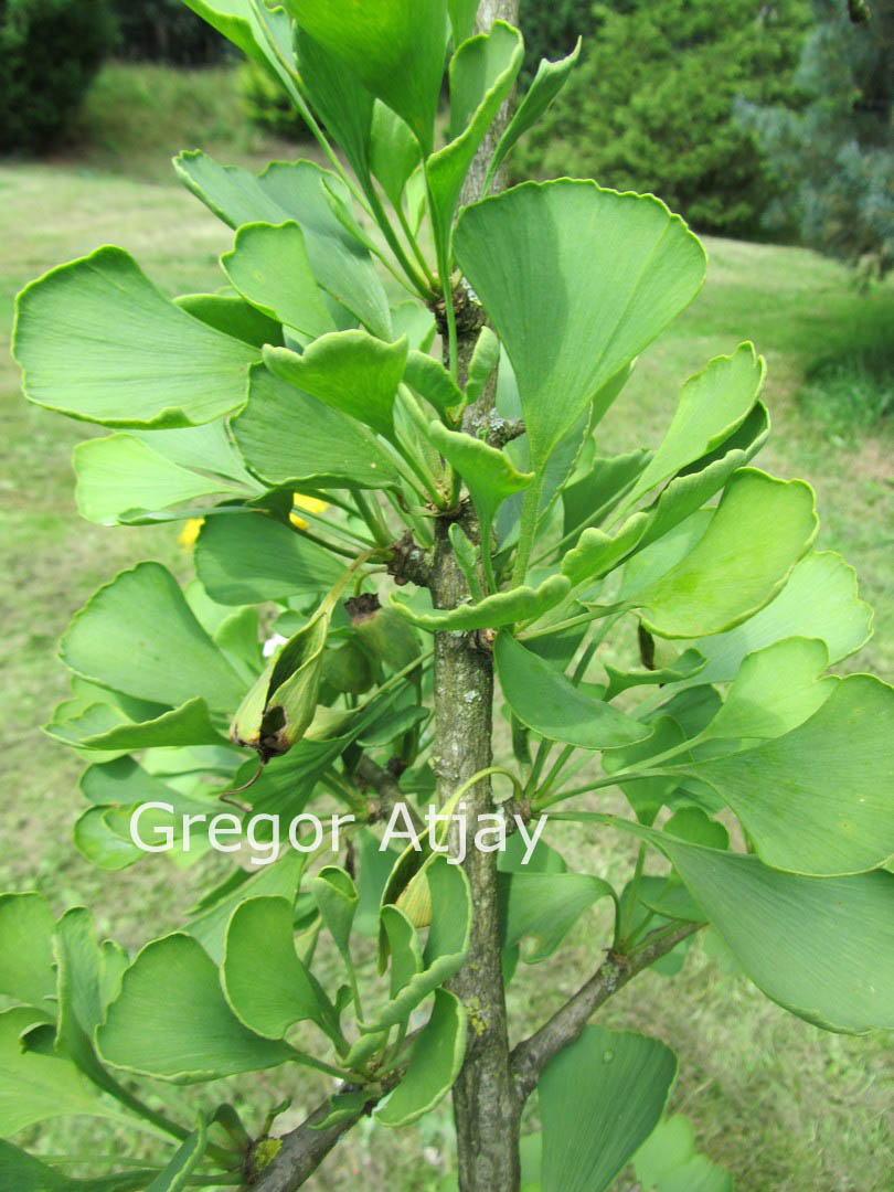 Ginkgo biloba 'King of Dongting'