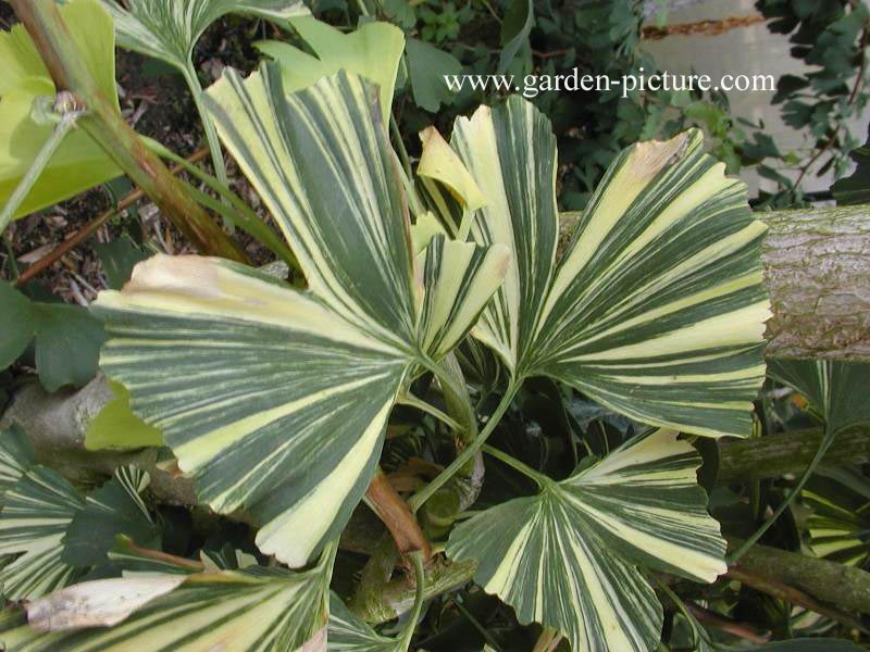 Ginkgo biloba 'Maribo'
