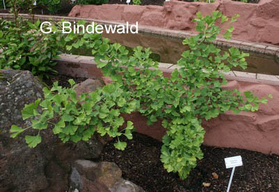 Ginkgo biloba 'Montezuma'