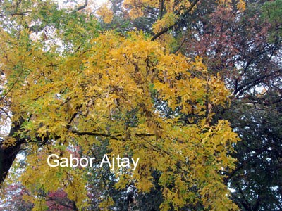 Gleditsia ferox