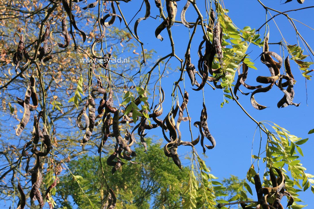 Gleditsia japonica var. koraiensis
