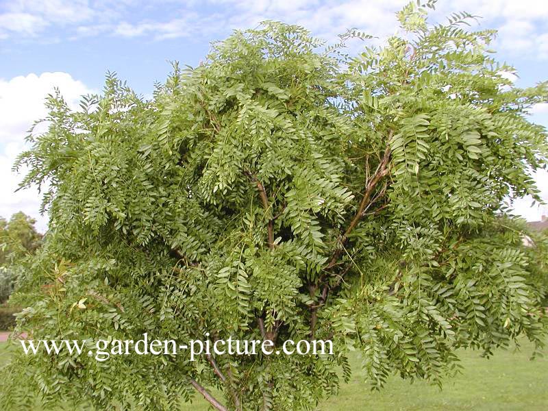 Gleditsia triacanthos 'Elegantissima'