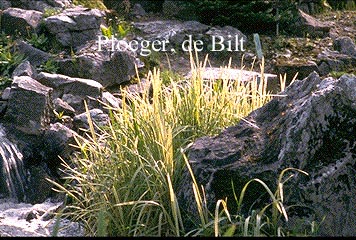 Glyceria maxima 'Variegata'