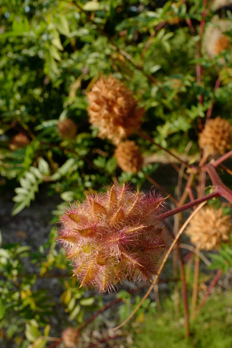 Glycyrrhiza yunnanensis