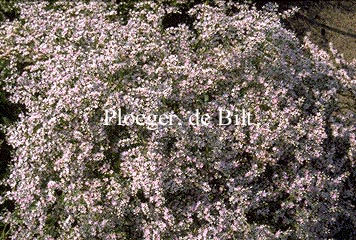 Goniolimon tataricum