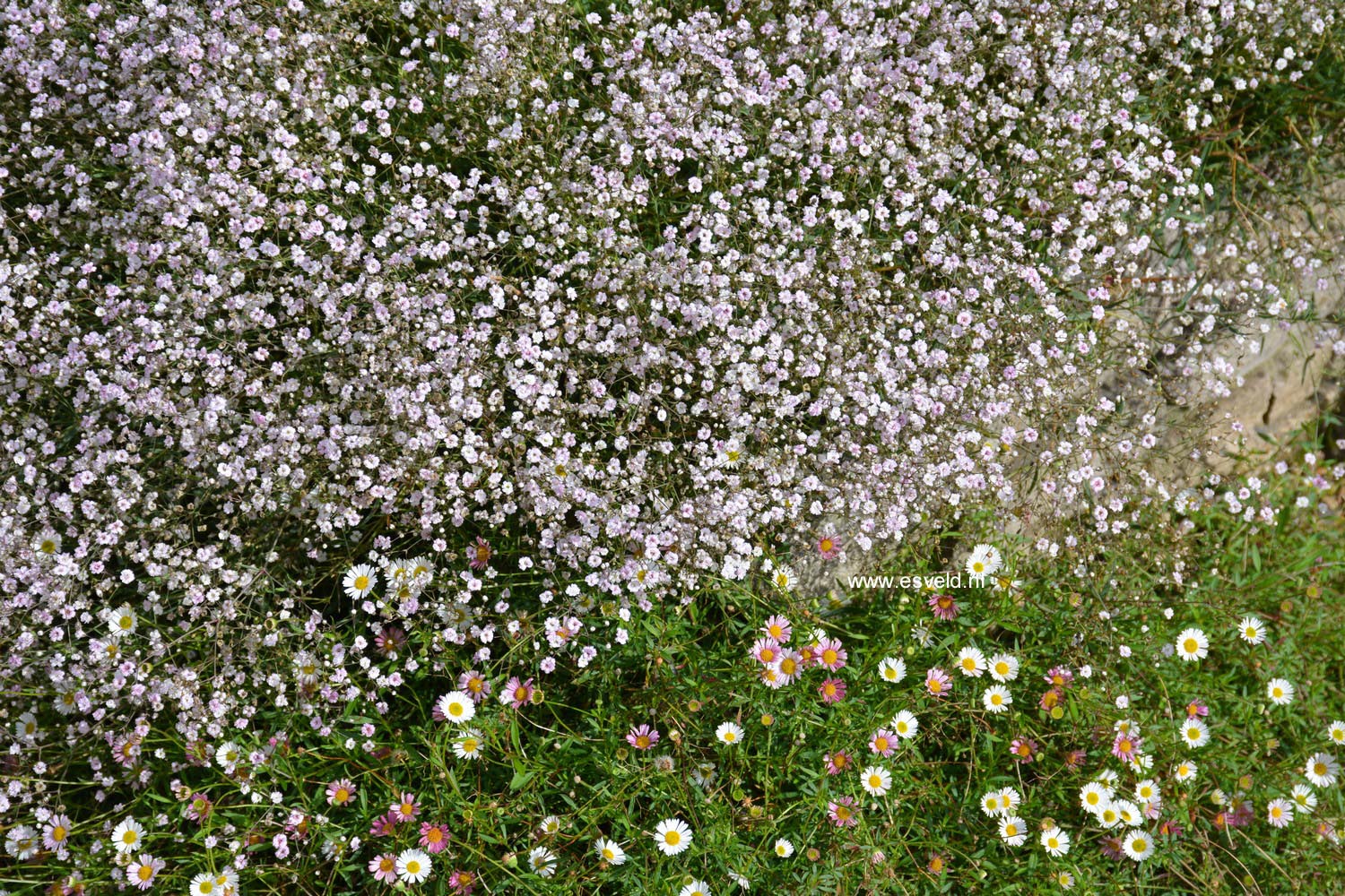 Gypsophila 'Rosenschleier'
