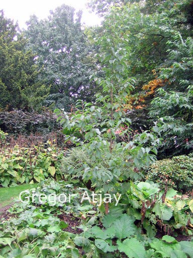 Halesia monticola rosea