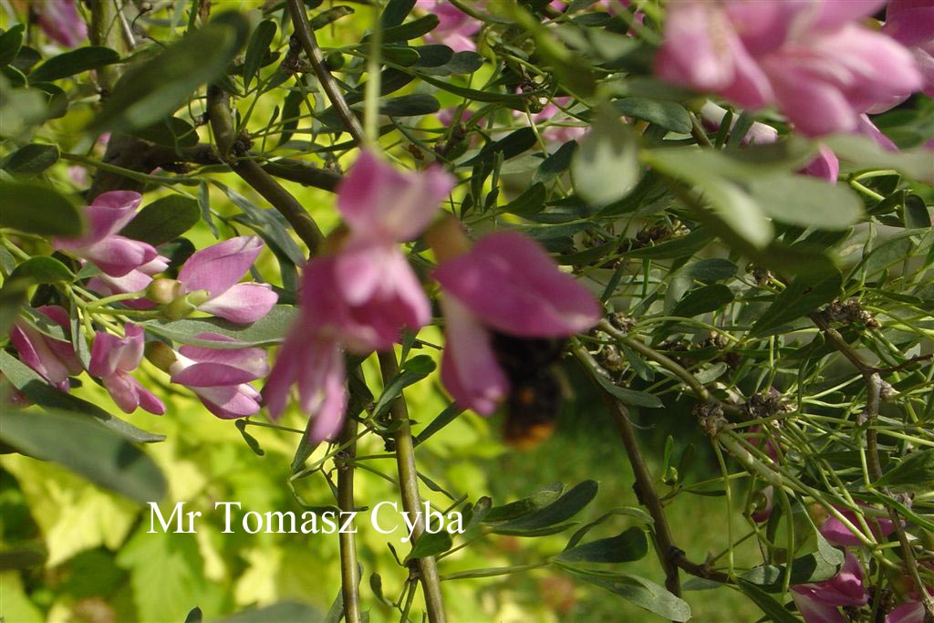 Halimodendron halodendron