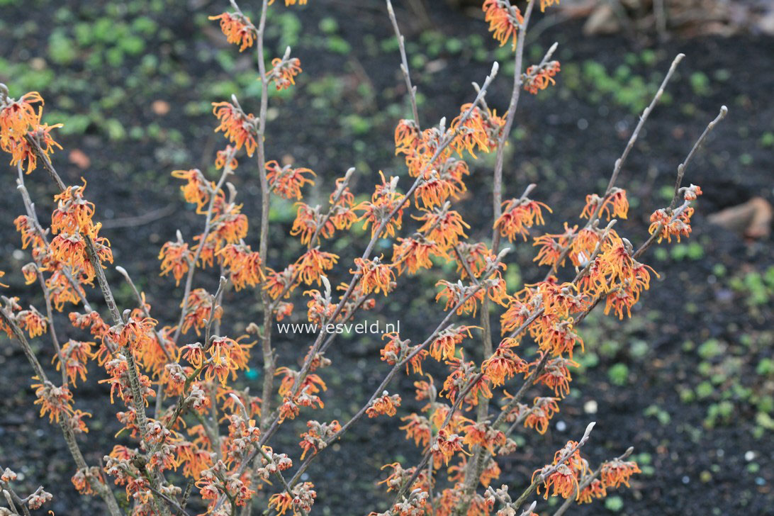 Hamamelis intermedia 'Alexander'