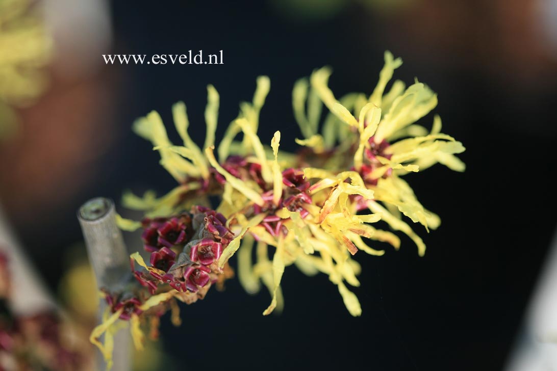 Hamamelis intermedia 'Amanon'