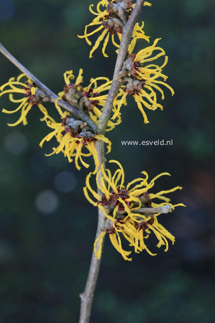 Hamamelis intermedia 'Andrea'