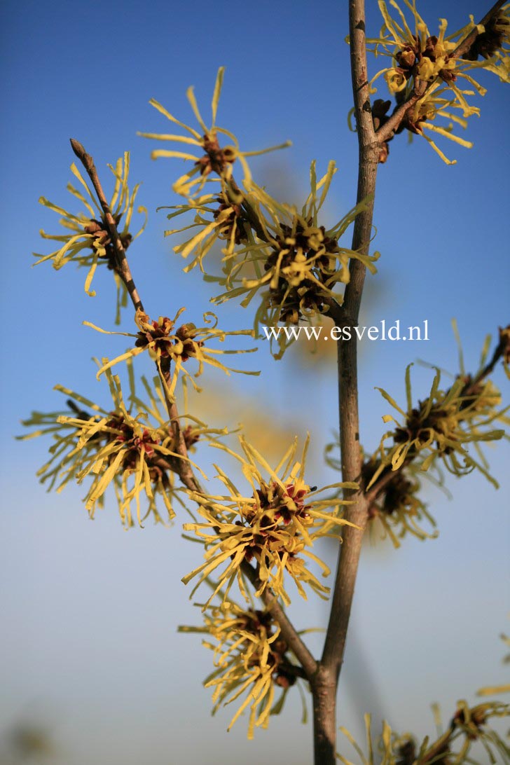 Hamamelis intermedia 'Anne'