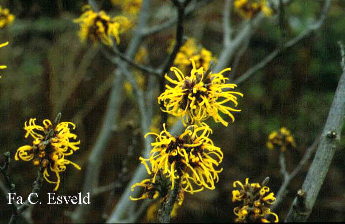 Hamamelis intermedia 'Barmstedt Gold'