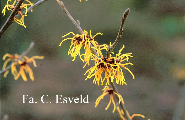 Hamamelis intermedia 'Bernstein'