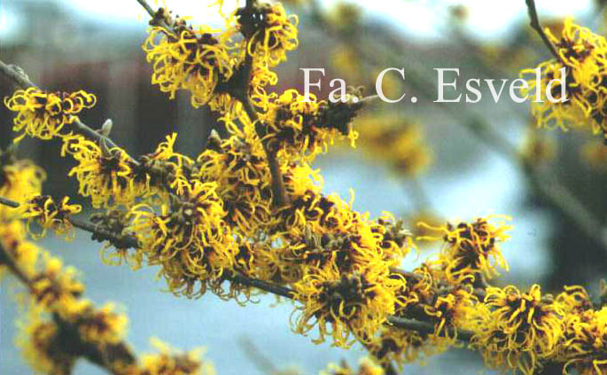 Hamamelis intermedia 'Brandes'