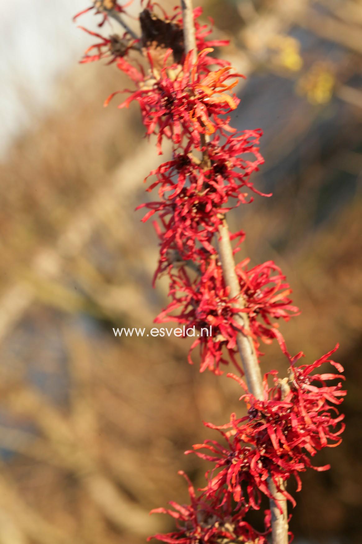 Hamamelis intermedia 'Chantal'
