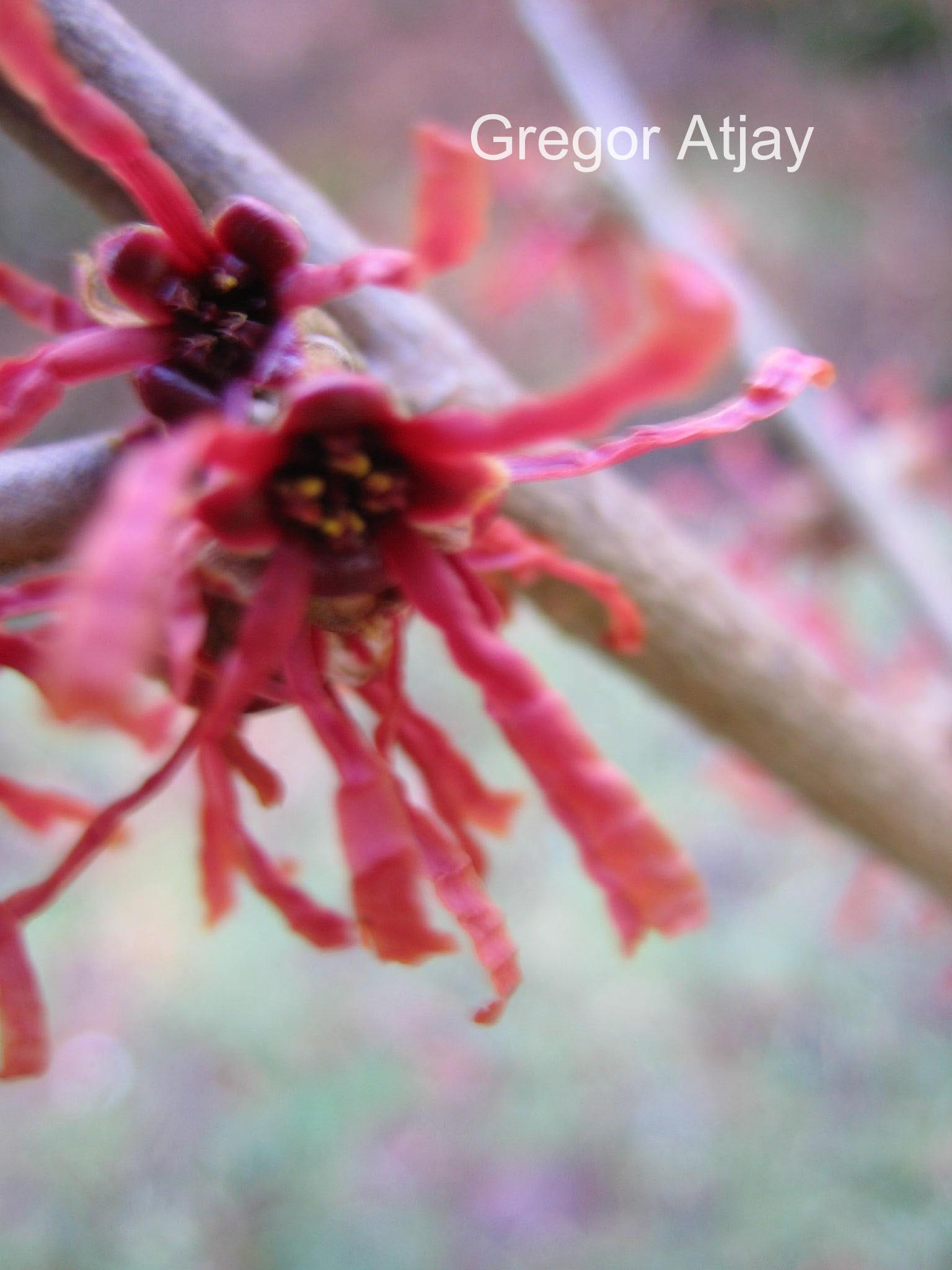 Hamamelis intermedia 'Danny'