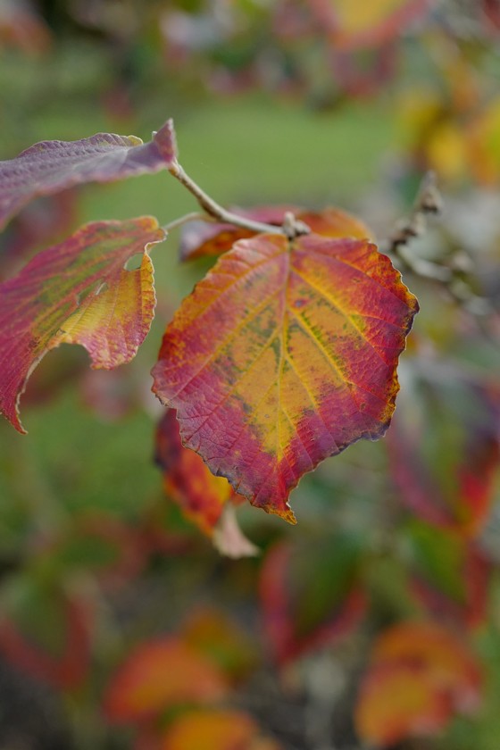 Hamamelis intermedia 'Diane'