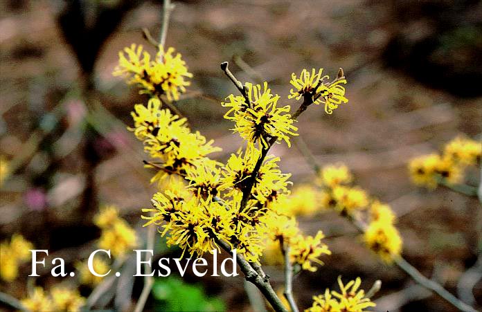 Hamamelis intermedia 'Gimborn's Perfume'