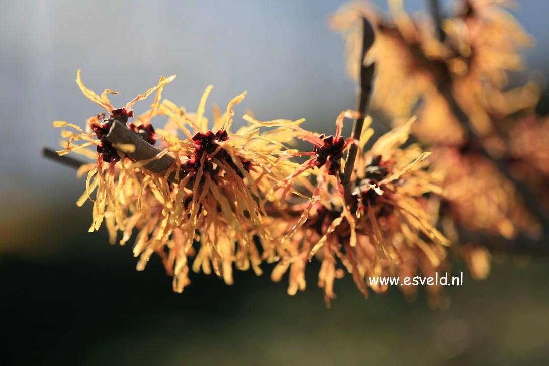 Hamamelis intermedia 'Glowing Embers'
