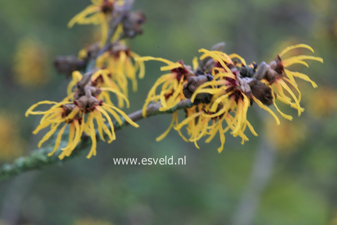 Hamamelis intermedia 'Harlow Carr'
