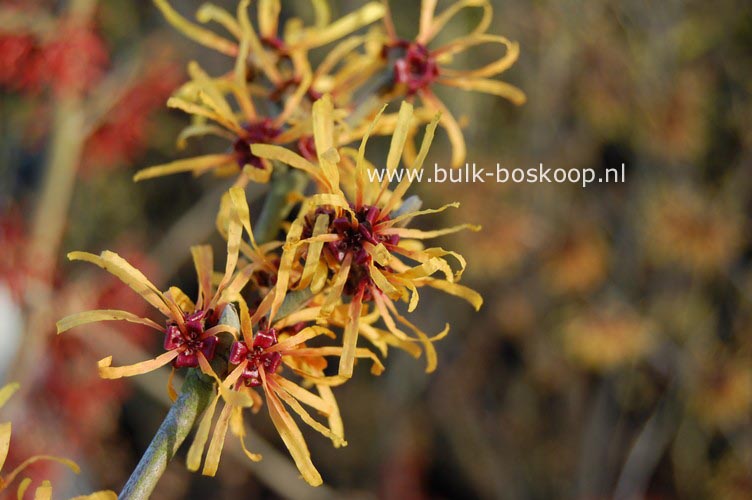 Hamamelis intermedia 'Harry'