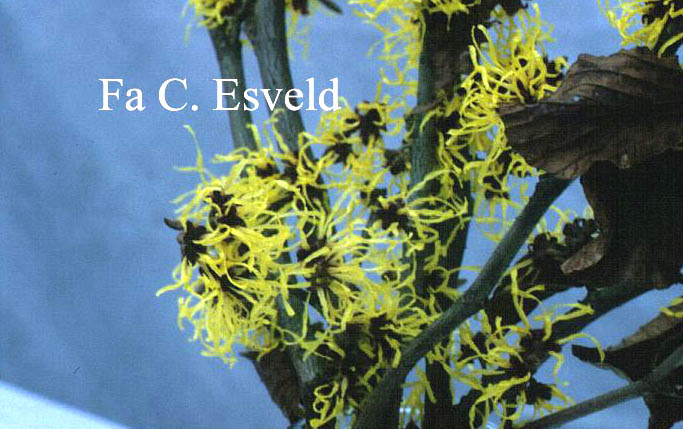 Hamamelis intermedia 'Limelight'