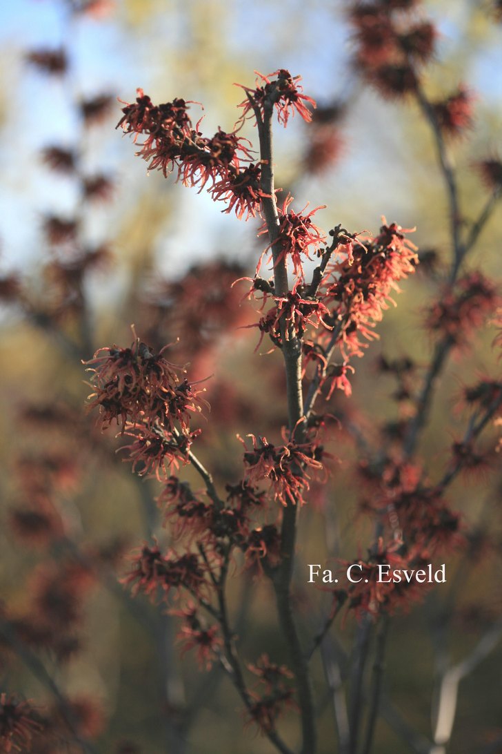 Hamamelis intermedia 'Old Copper'