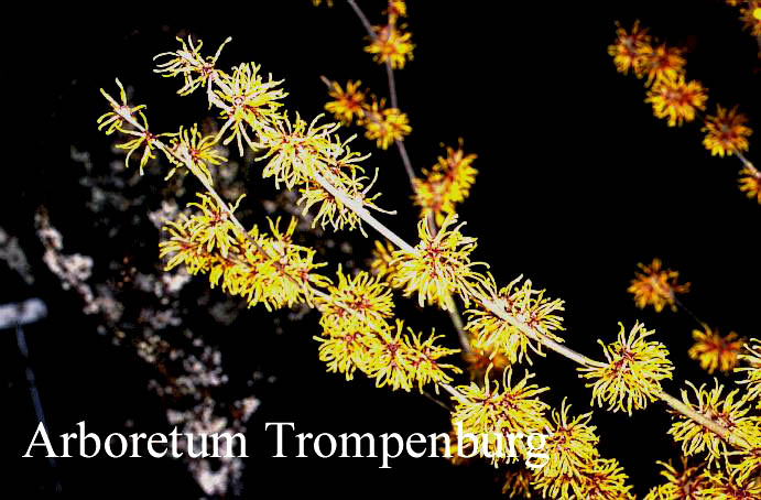 Hamamelis intermedia 'Orange Beauty'
