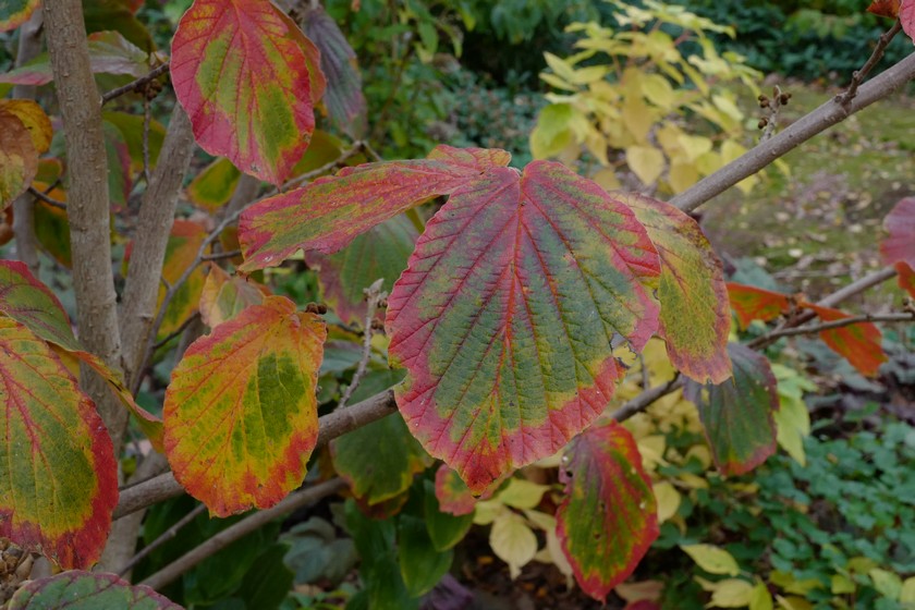 Hamamelis intermedia 'Orange Peel'